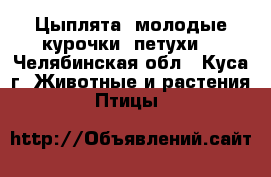 Цыплята, молодые курочки, петухи. - Челябинская обл., Куса г. Животные и растения » Птицы   